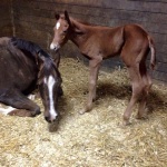 THESE IRONS LUKE HOT "Cyrus" - Colt out of Shez Got The Luke (Owner: Shanna Reynolds)